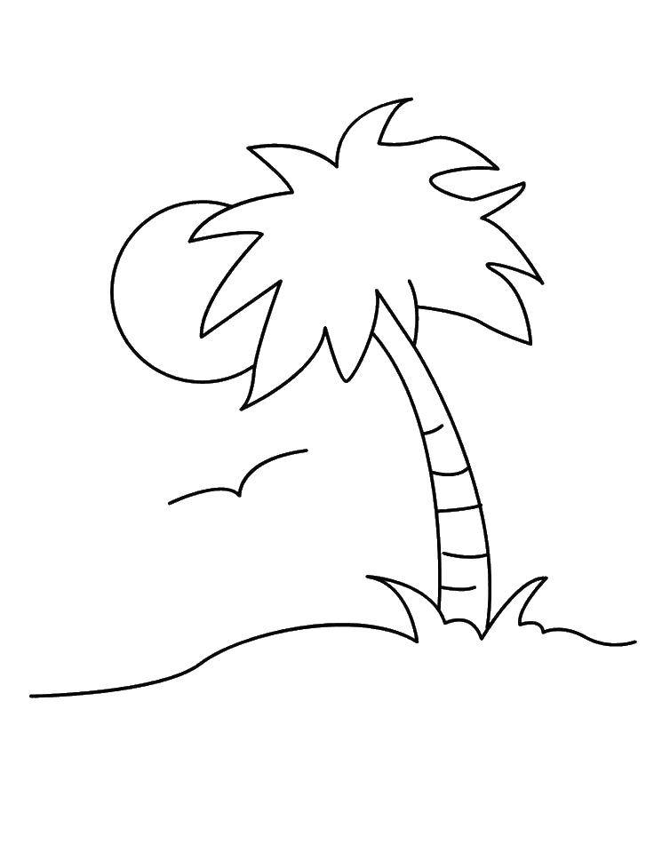 Coloring Palm in the sun. Category coloring. Tags:  Trees, palm tree.