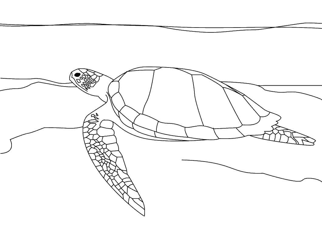 Морская черепаха раскраска