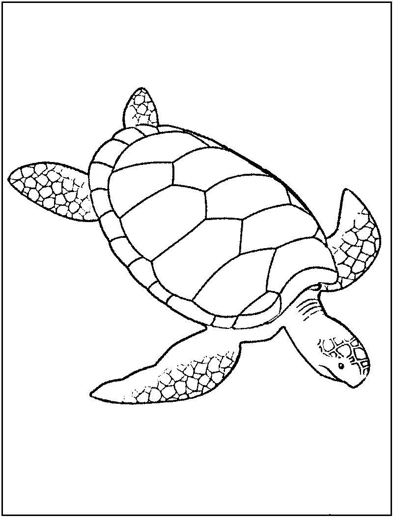 Название: Раскраска Плывёт черепаха. Категория: Морская черепаха. Теги: Рептилия, черепаха.