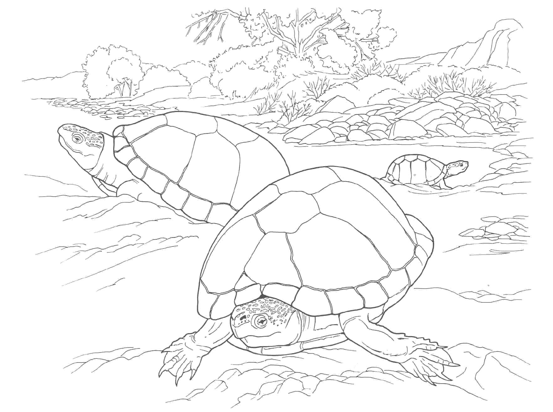 Coloring Crawling turtle. Category Sea turtle. Tags:  Reptile, turtle.