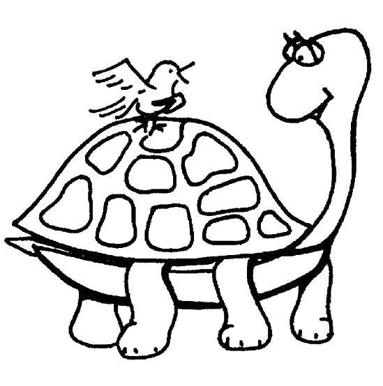 Coloring The bird sat on a turtle. Category Sea turtle. Tags:  Reptile, turtle.