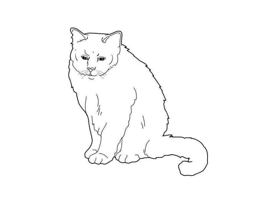 Название: Раскраска Рисунок серьезного кота. Категория: домашние животные. Теги: кошка, кот.