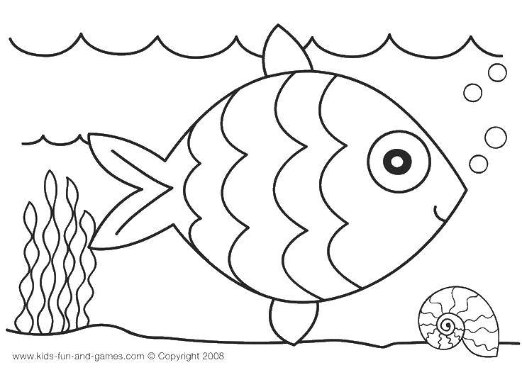 Название: Раскраска Рыба и раковина. Категория: Морские животные. Теги: рыба, раковина, водоросли.
