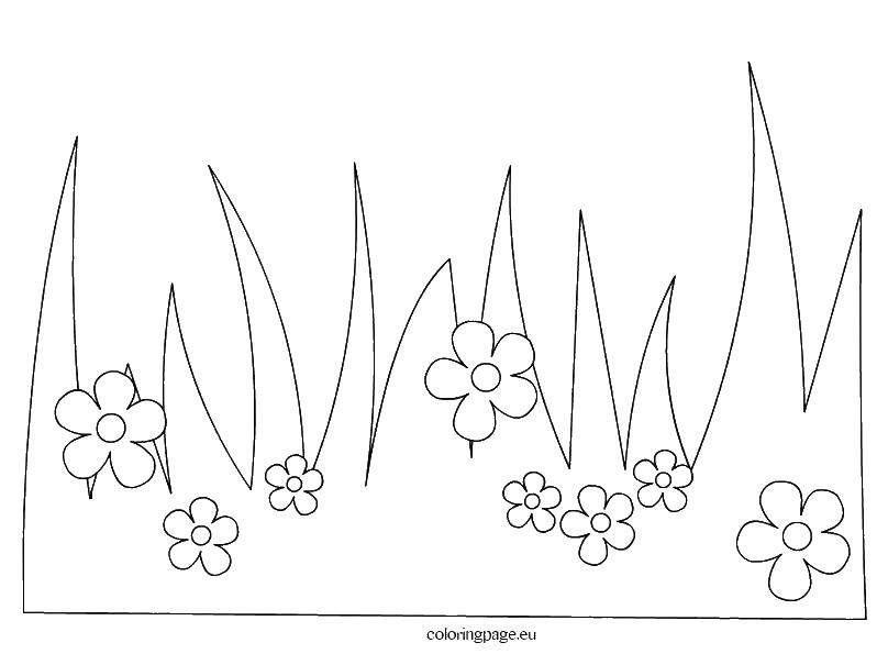 Coloring Flowers in the grass. Category flowers. Tags:  Flowers.