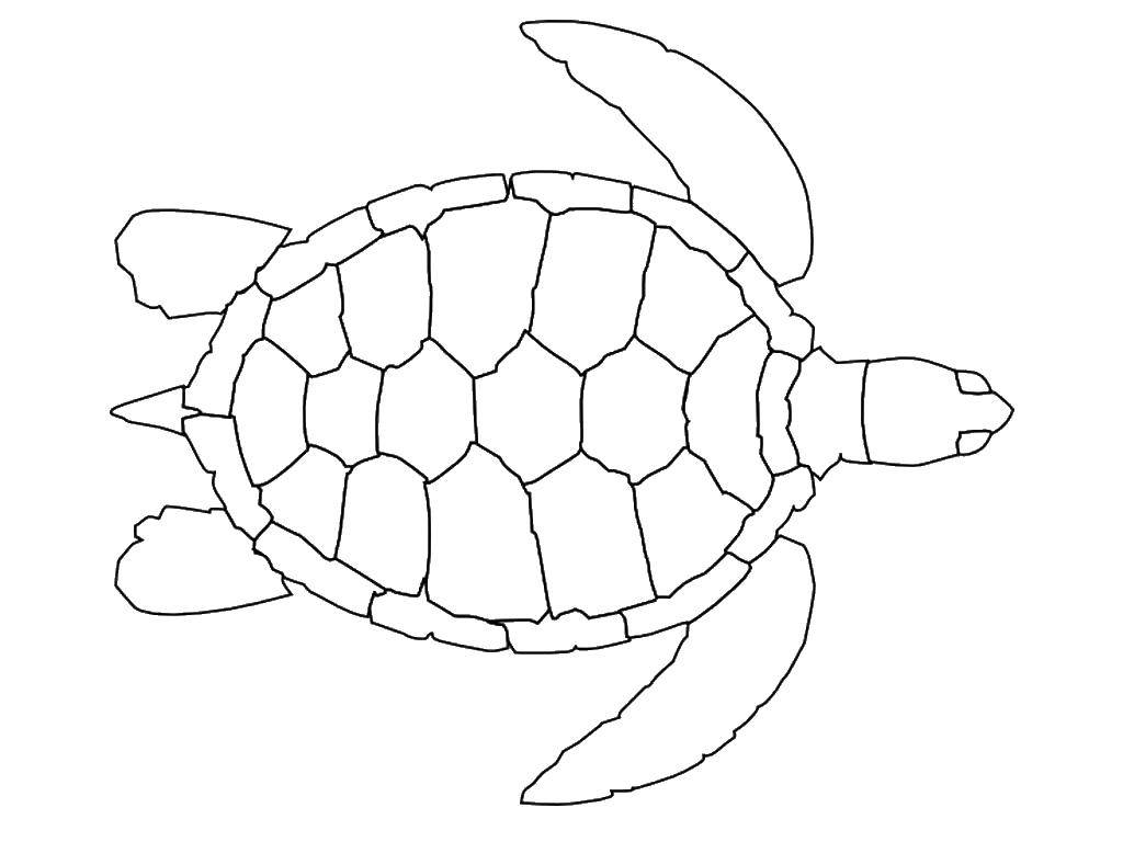 Название: Раскраска Вид сверху на черепаху. Категория: Морская черепаха. Теги: Рептилия, черепаха.