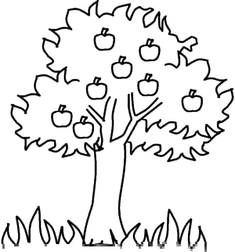 Яблоня дерево раскраска - 66 фото