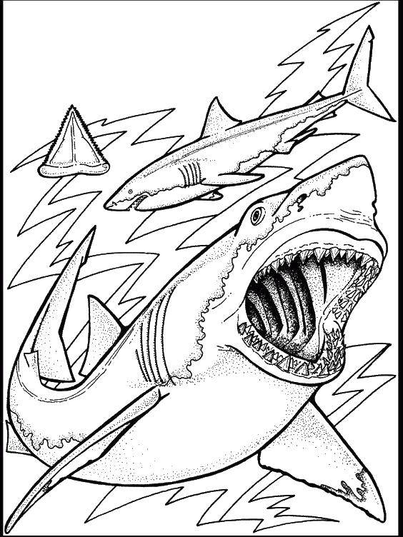 Название: Раскраска Акулы. Категория: раскраски. Теги: акула, пасть, клыки, воды.