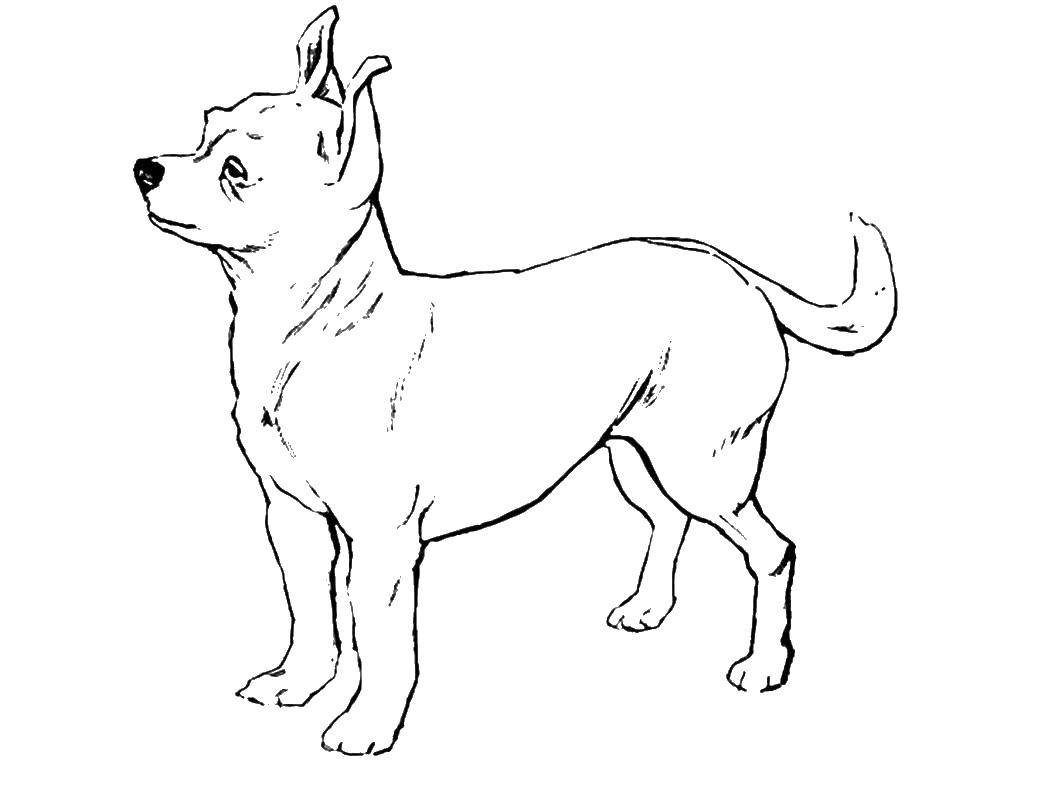 Название: Раскраска Чихуахуа. Категория: собаки. Теги: собака, чихуахуа.