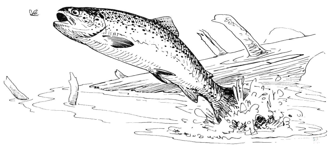 Coloring Trout and log. Category fish. Tags:  trout, timber, water.