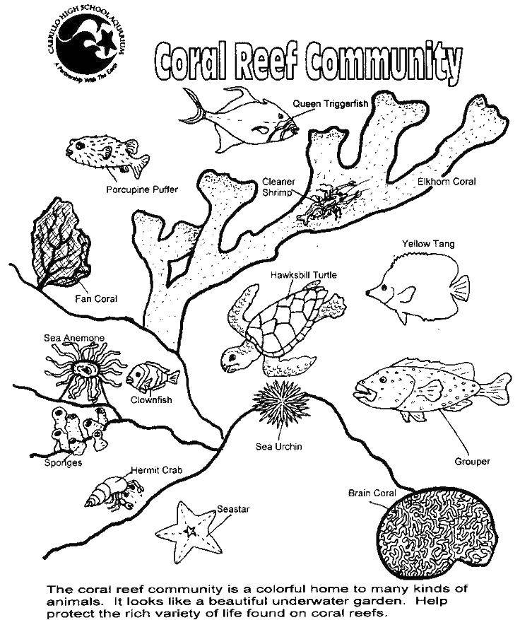 Название: Раскраска Коралловый риф. Категория: раскраски. Теги: кораллы, рыбы, водоросли.