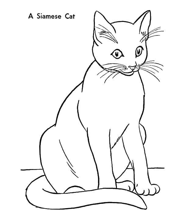 Coloring Cat with long tail. Category The cat. Tags:  the cat, tail, whiskers, ears.