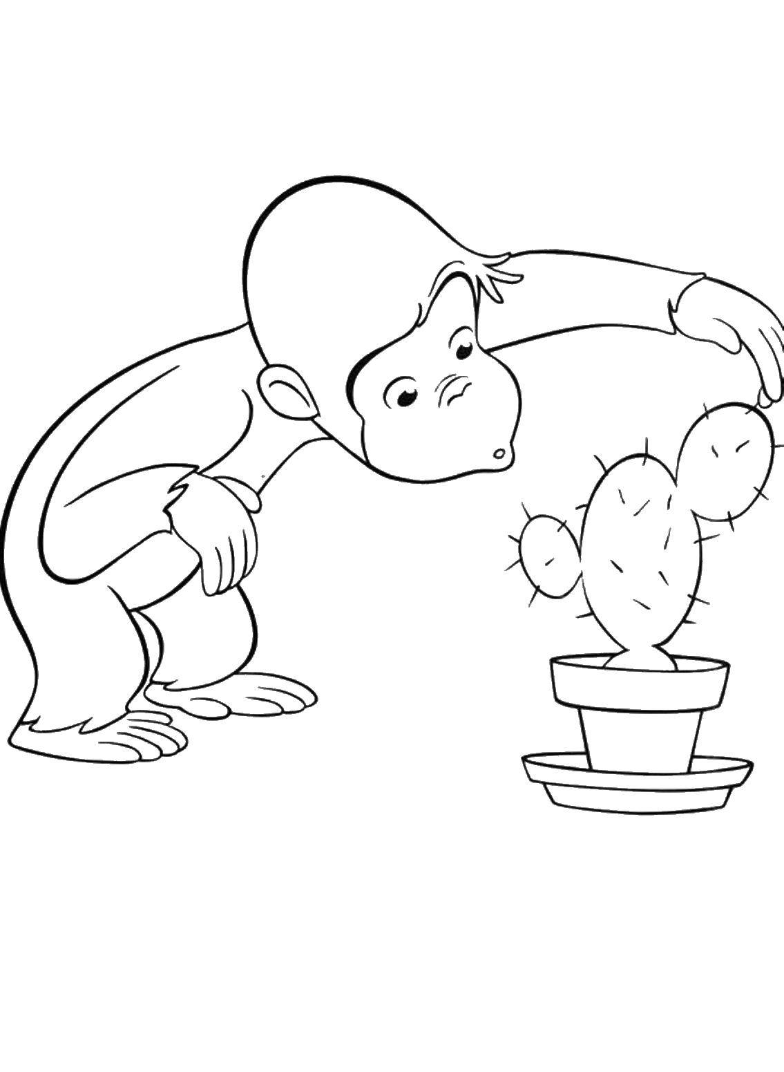 Coloring Monkey interesting cactus. Category coloring. Tags:  Cartoon character.