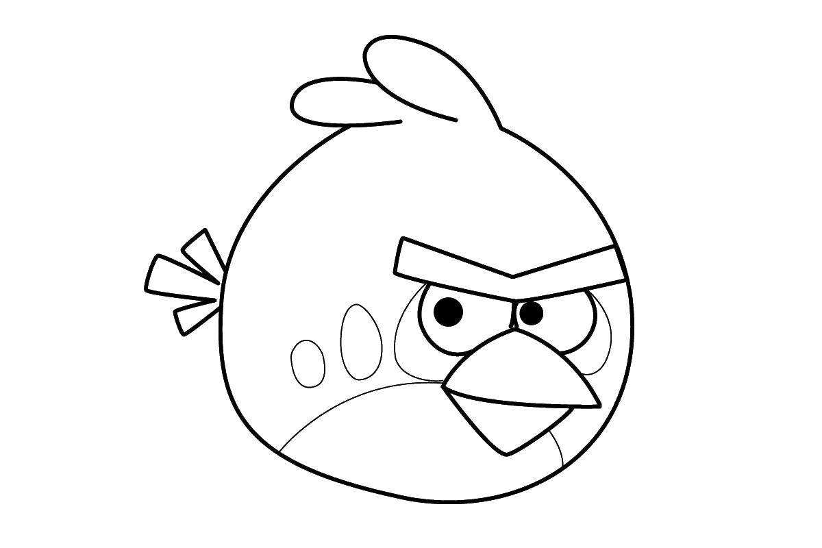 Coloring Bird from angry birds. Category angry birds. Tags:  bird, angry birds.