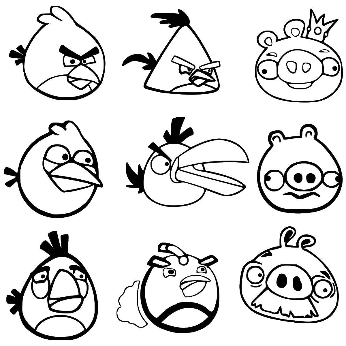 Coloring Birds and pigs from angry birds. Category angry birds. Tags:  angry birds, pig, bird.