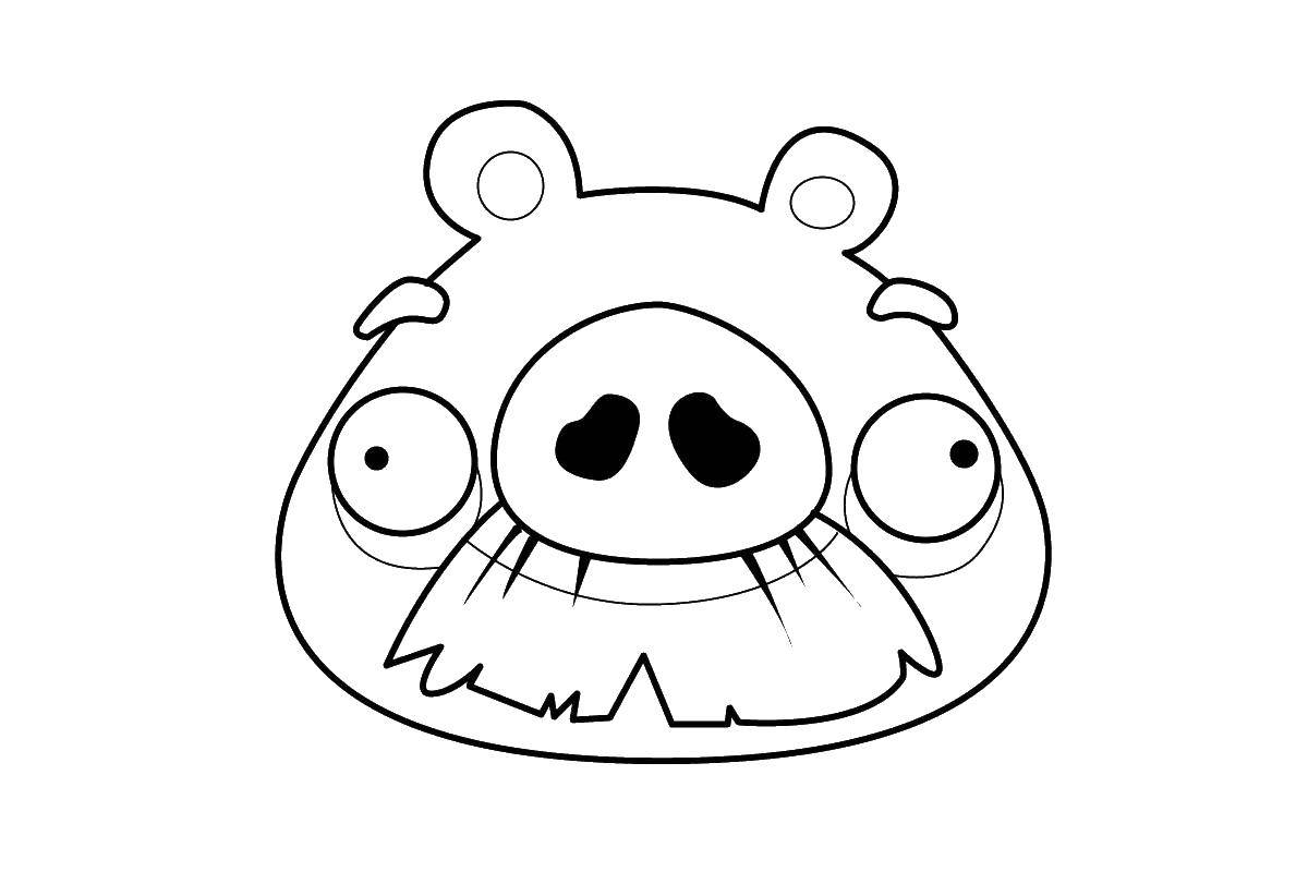 Coloring Pig with moustache angry birds. Category angry birds. Tags:  angry birds pig.