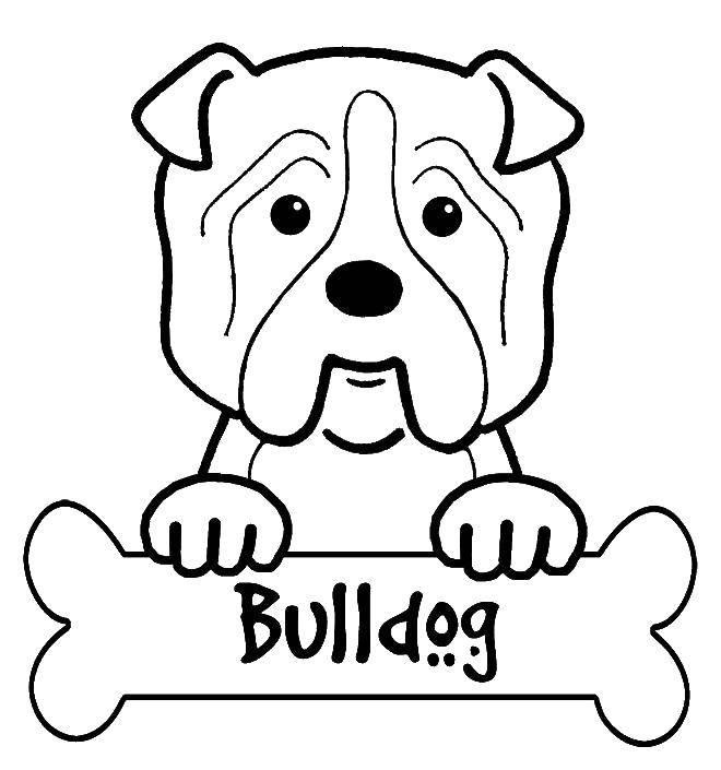 Название: Раскраска Бульдог с косточкой. Категория: собаки. Теги: собака.