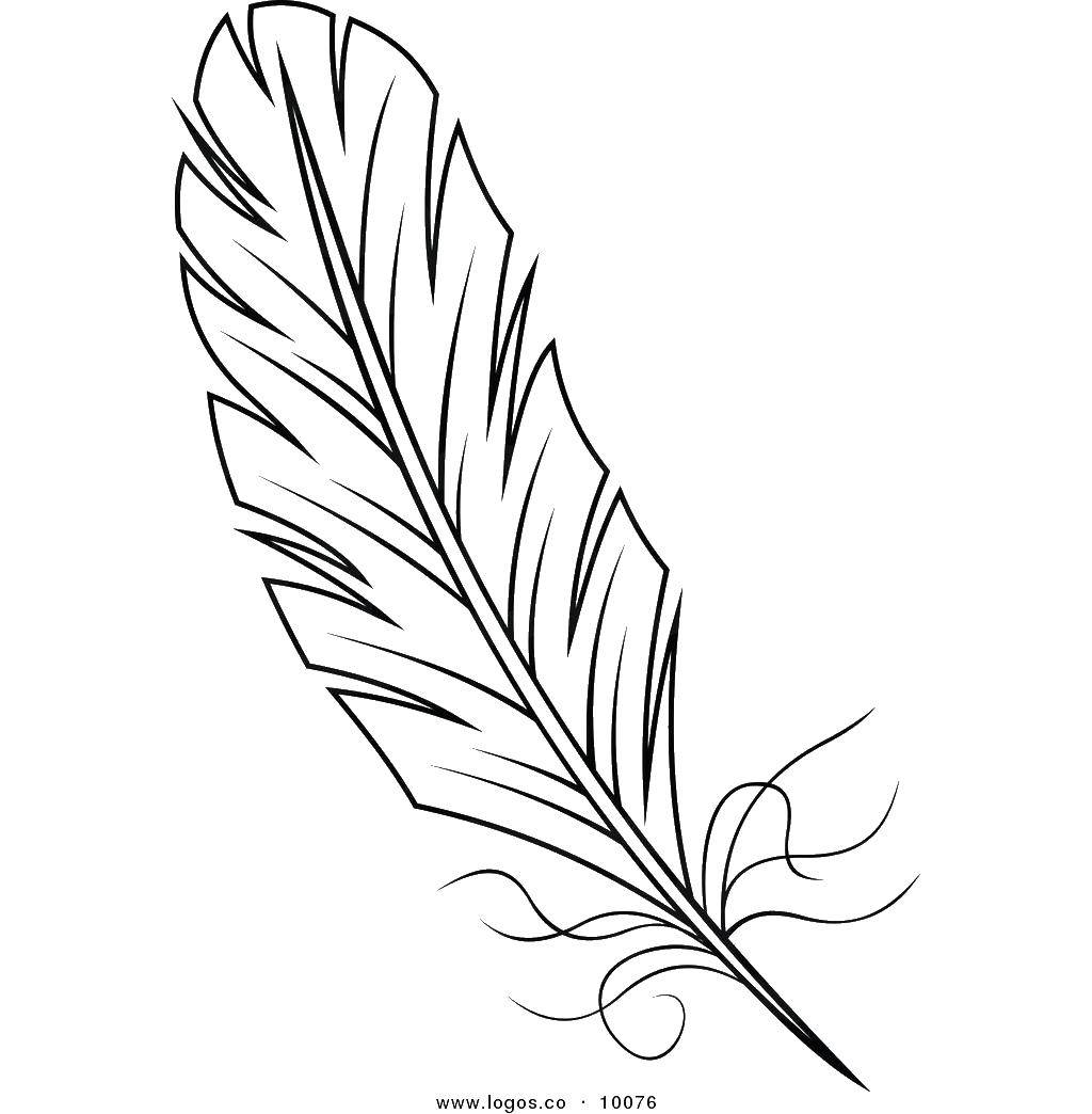 Coloring Great feather. Category coloring. Tags:  Feather.