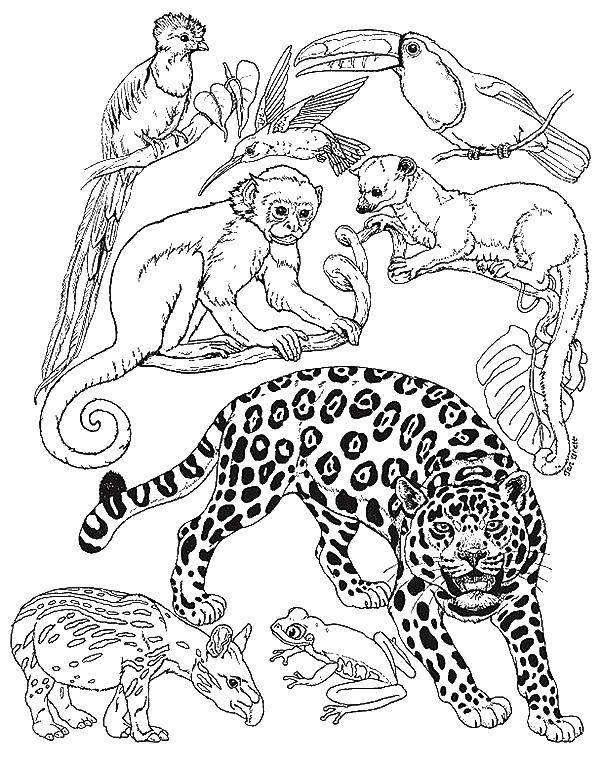 Coloring Wild animals of the Amazon. Category animals. Tags:  animals.