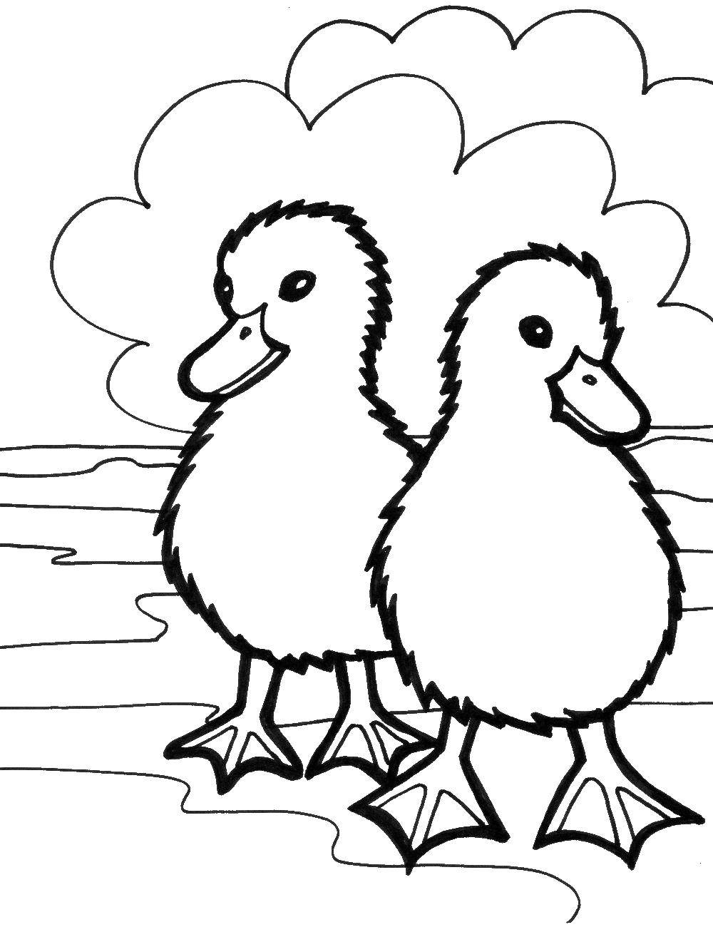 Coloring Two duckling. Category animals. Tags:  duck, bird.