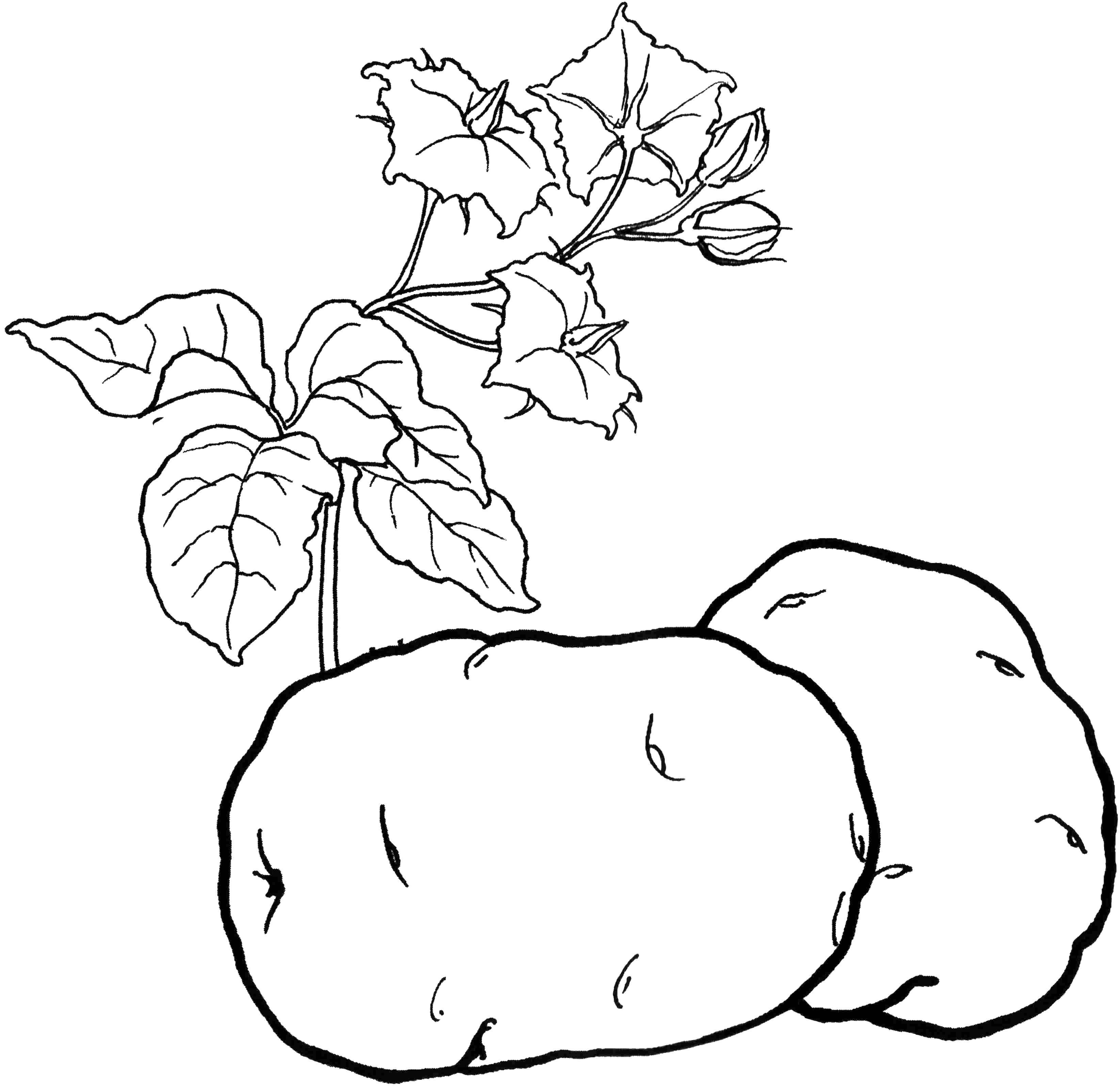 Coloring Potatoes. Category vegetables. Tags:  Vegetables.