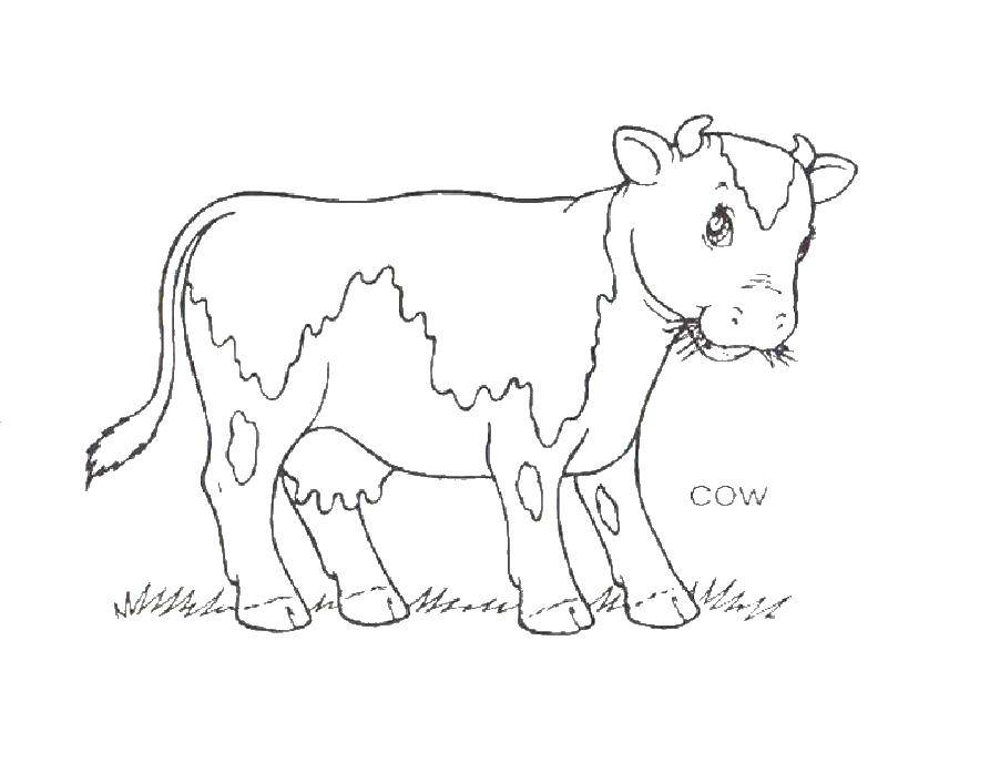 Название: Раскраска Корова ест траву. Категория: домашние животные. Теги: теленок, трава, корова.