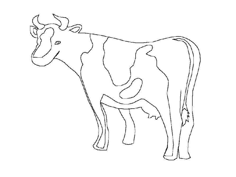Название: Раскраска Корова с пятном. Категория: домашние животные. Теги: корова, вымя.