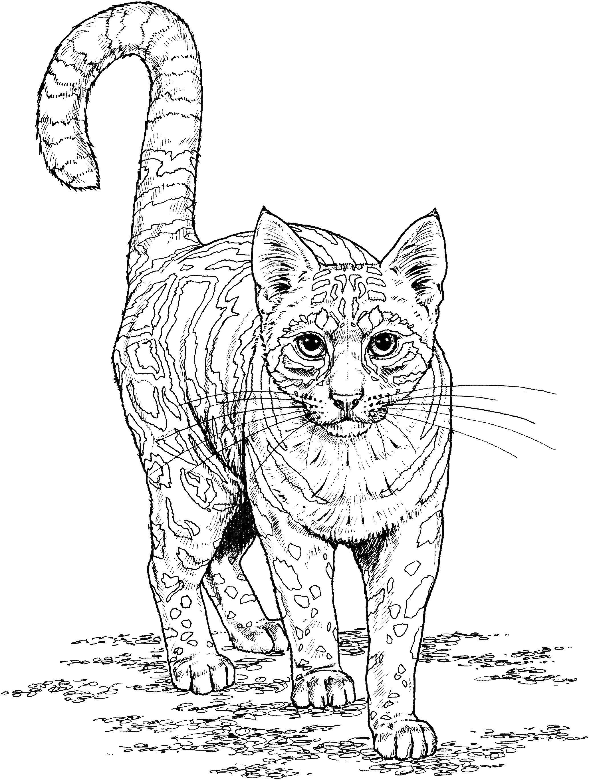 Название: Раскраска Крупная пятнистая кошка. Категория: раскраски антистресс. Теги: кошка, дикая.