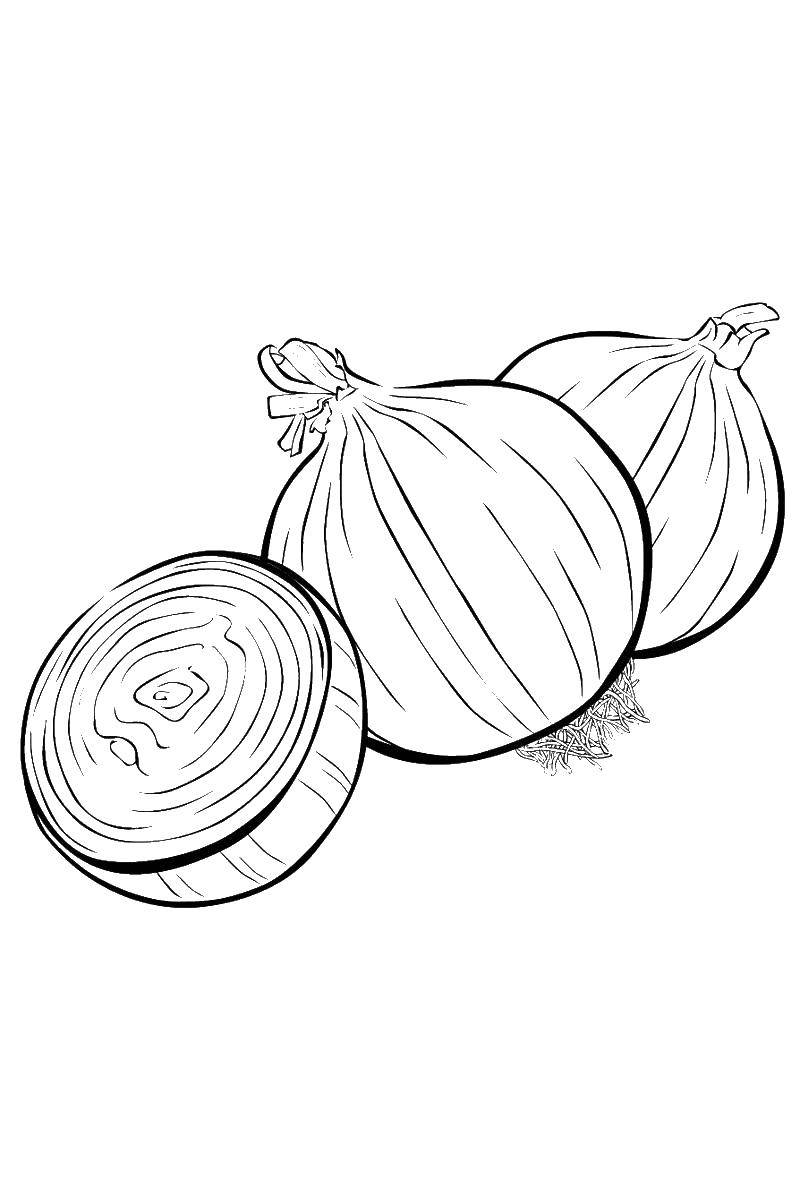 Coloring Bulbs. Category vegetables. Tags:  onion, vegetables.