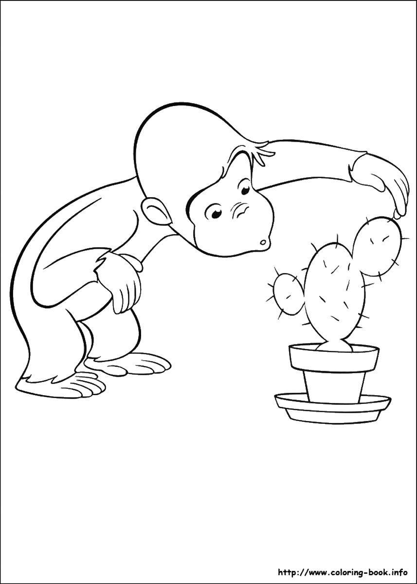 Название: Раскраска Обезьянка и кактус. Категория: раскраски. Теги: обезьянка, кактус.