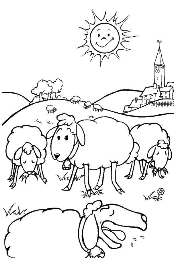 Название: Раскраска Овцы пасутся на лугу. Категория: животные. Теги: овцы, луг.