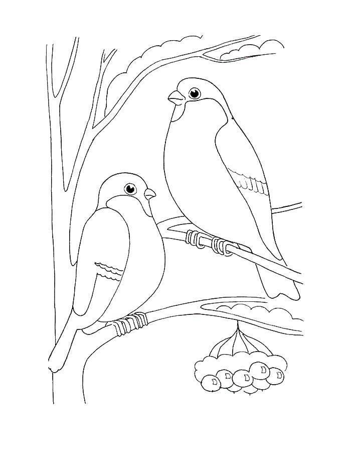 Coloring Bird on mountain ash. Category birds. Tags:  birds, tree.