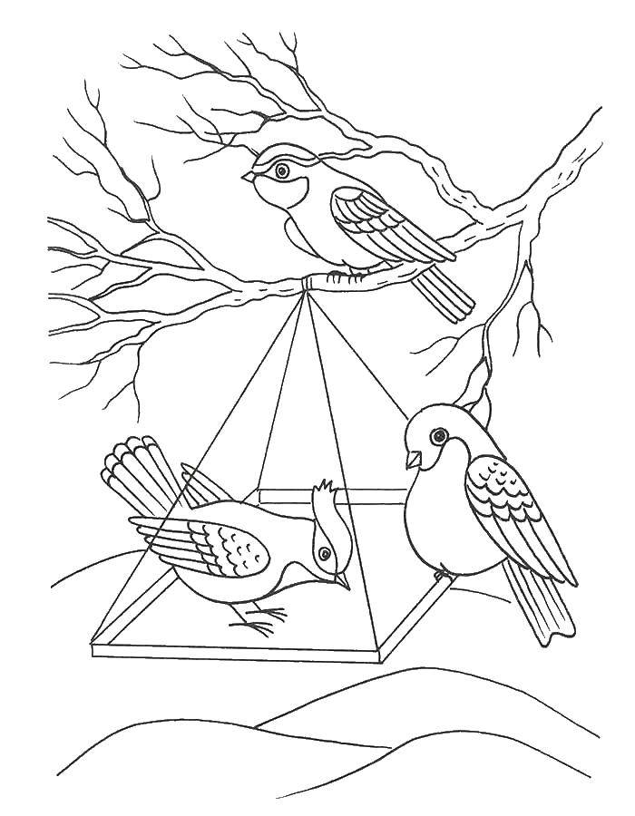 Название: Раскраска Птицы в кормушке. Категория: птицы. Теги: птицы, кормушка.
