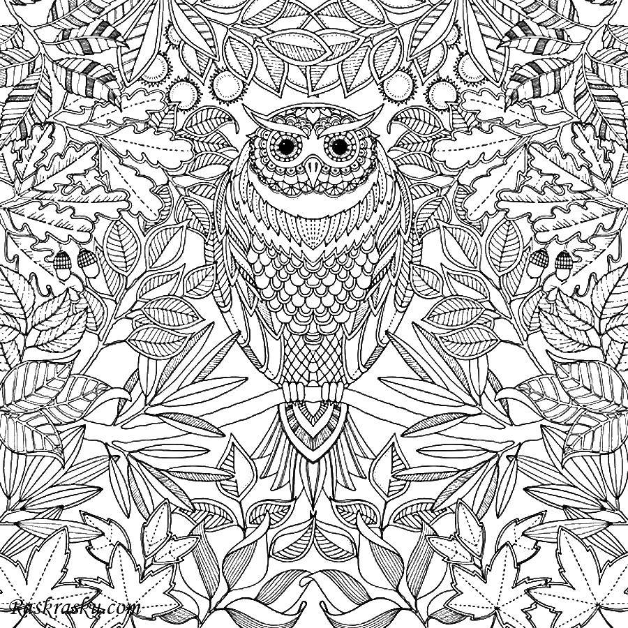 Coloring Owl in the branches of a tree. Category coloring antistress. Tags:  owl-stress .