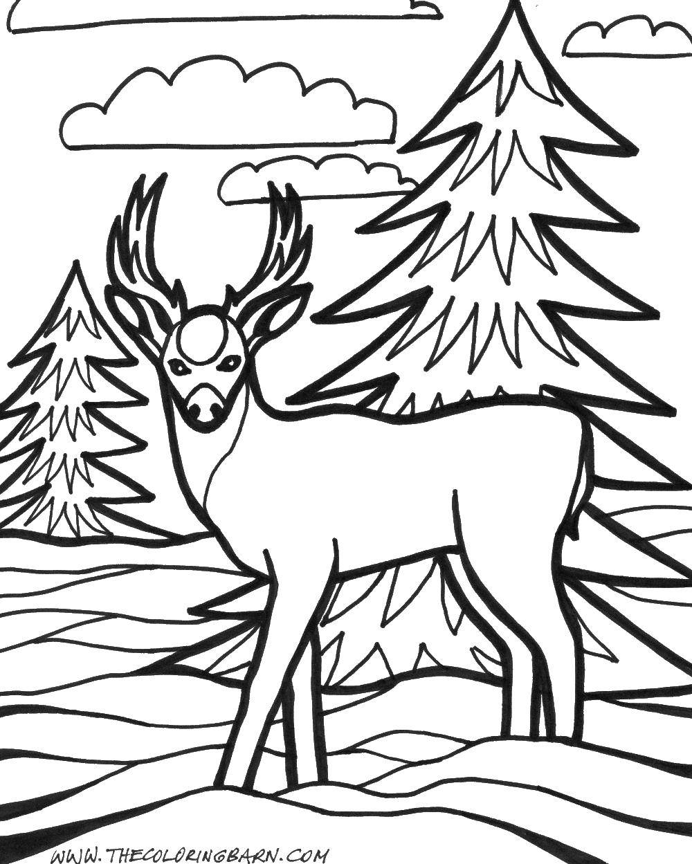 Название: Раскраска Олень и елки. Категория: животные. Теги: олень, лес, елки.