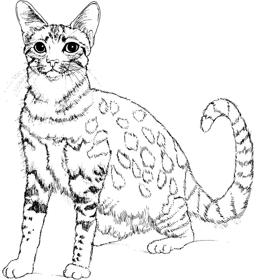 Название: Раскраска Пятнистая кошка. Категория: Кошка. Теги: кошка, хвост, усы, уши.