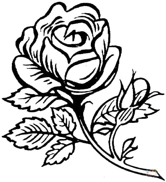 Название: Раскраска Роза с шипами. Категория: цветы. Теги: цветы, розы, розочки, шипы.