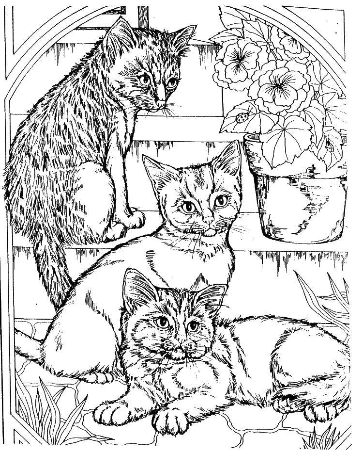 Coloring Three the cat in the window and flowers. Category The cat. Tags:  cats, flowers, pot.