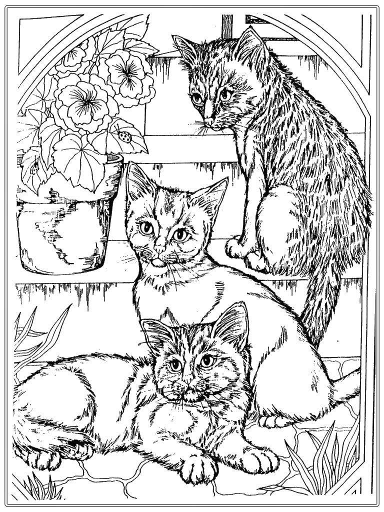 Название: Раскраска Три кошки и горшок с цветами. Категория: Кошка. Теги: кошки, цветы, горшок.