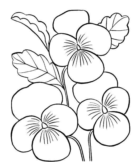 Coloring Three flower. Category Flowers. Tags:  flowers, plants, flowers, petals, stems.