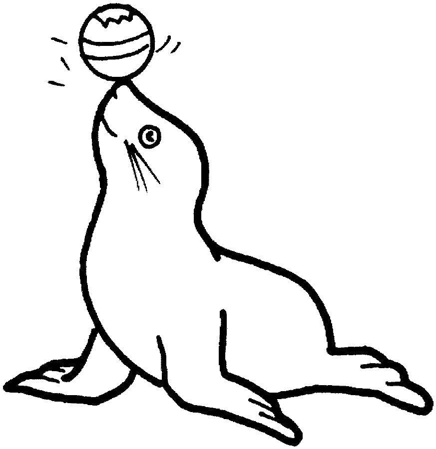 Название: Раскраска Тюлень играет с мячиком. Категория: Животные. Теги: тюлень, морж, лев.