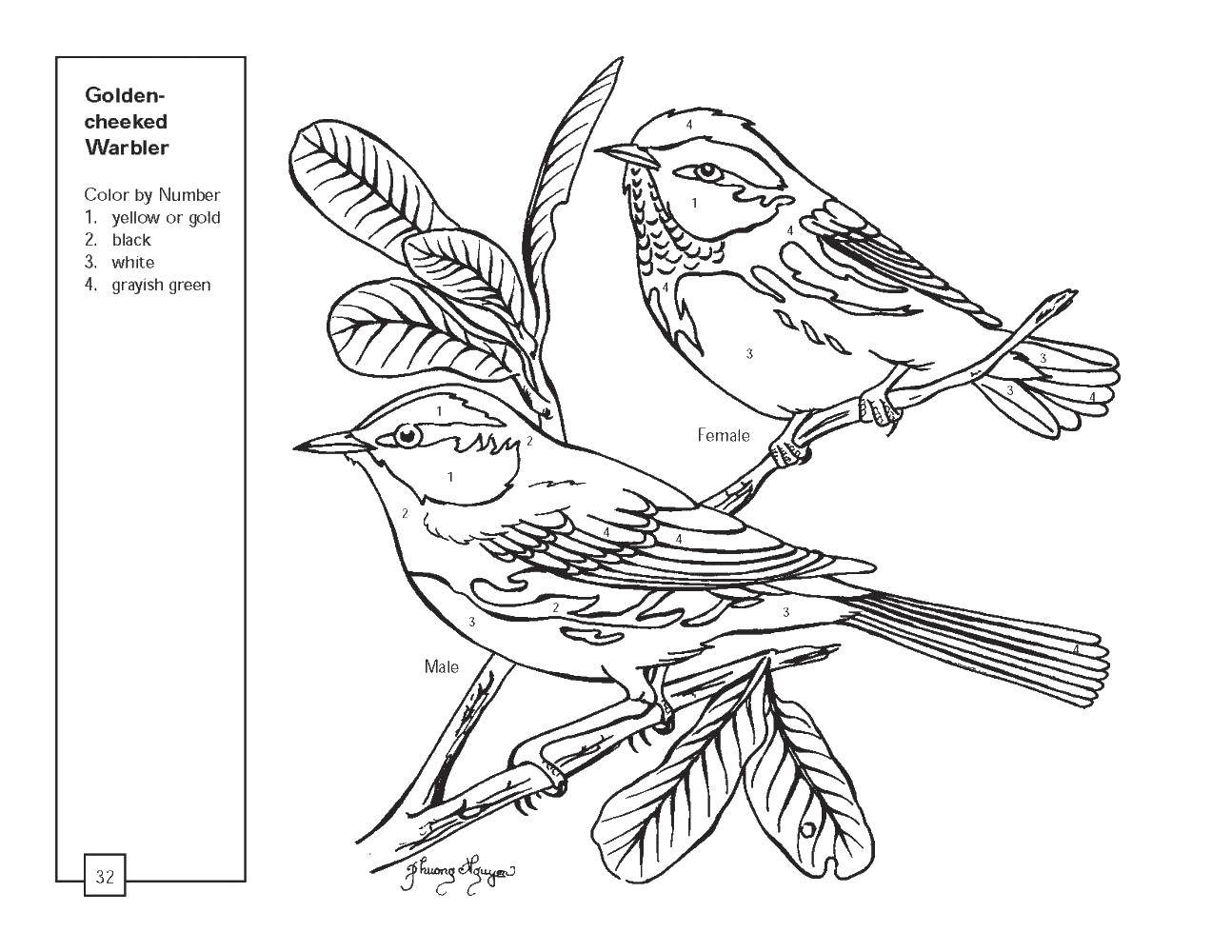 Coloring two birds. Category birds. Tags:  birds, branch.