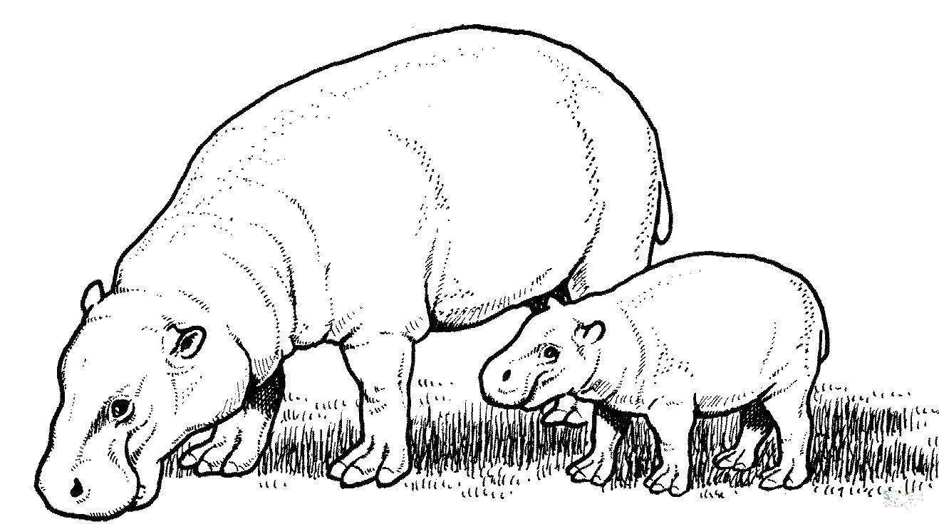 Coloring Hippopotamus with detenyshei. Category animals cubs . Tags:  hippopotamus, animals.