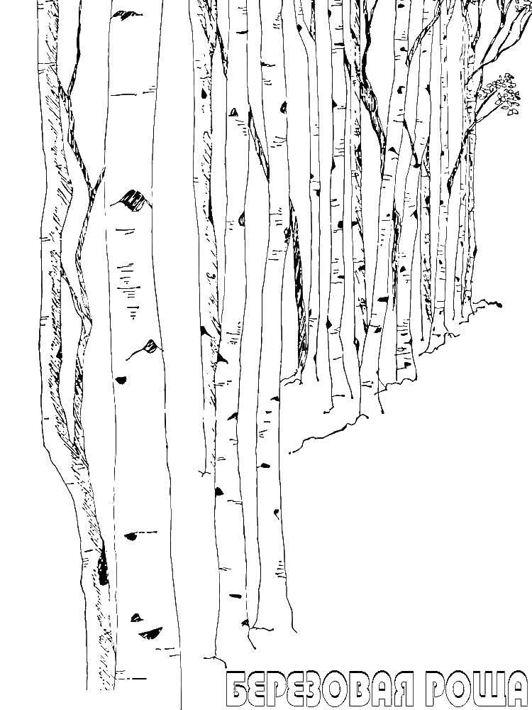 Coloring Birch grove. Category Nature. Tags:  Birch grove .