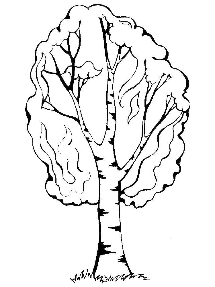 Название: Раскраска Березовое дерево. Категория: Природа. Теги: дерево.