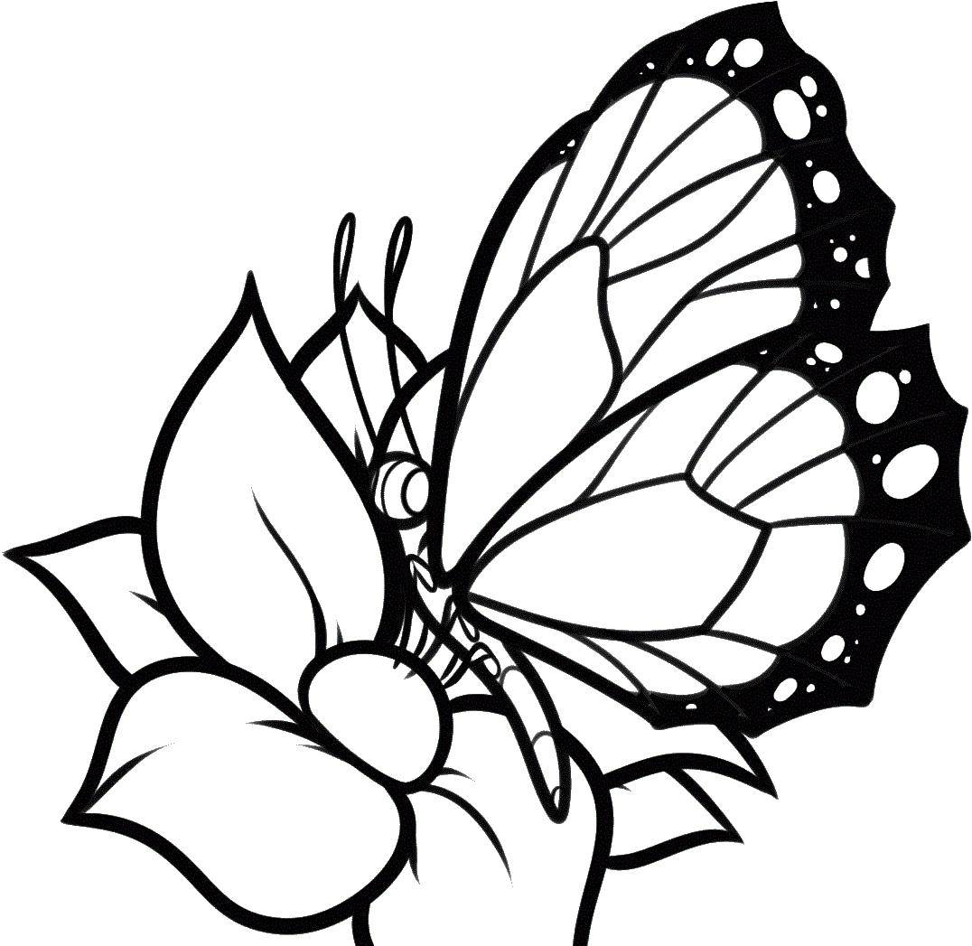 Название: Раскраска Чудесная бабочка на цветке. Категория: бабочки. Теги: Бабочка, цветы.