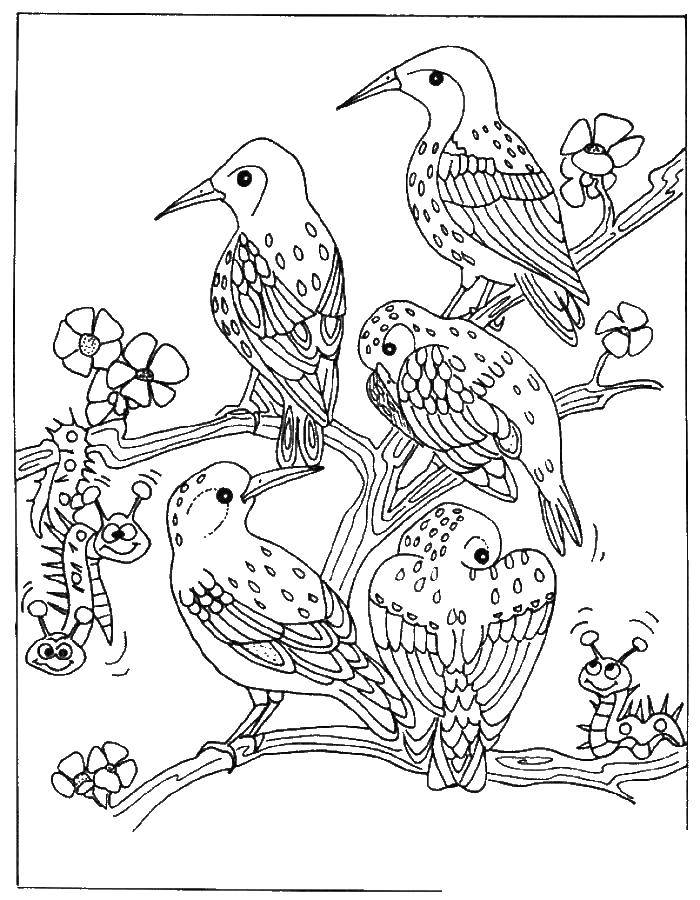 Название: Раскраска Дрозды сидят на дереве. Категория: Птицы. Теги: дрозд, птицы.