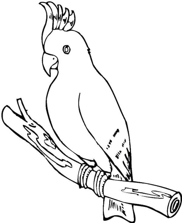 Название: Раскраска Какаду. Категория: Птицы. Теги: Какаду, птица.