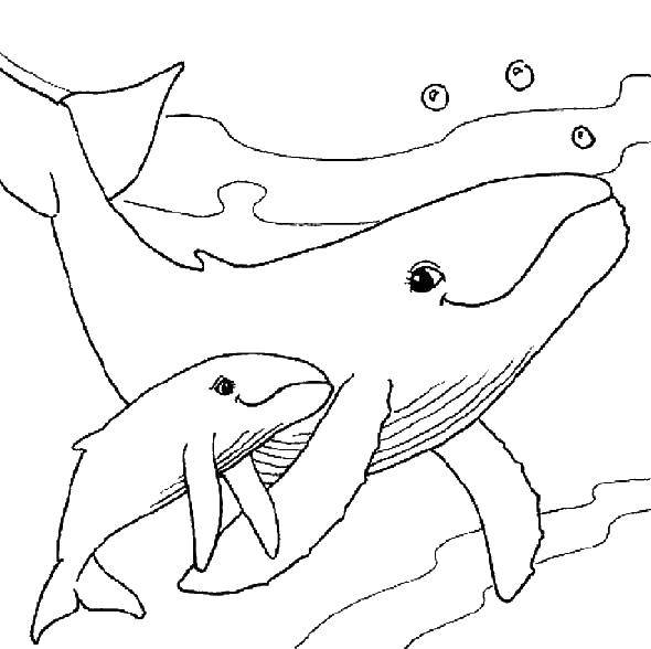 Раскраска синий кит рисунок для детей