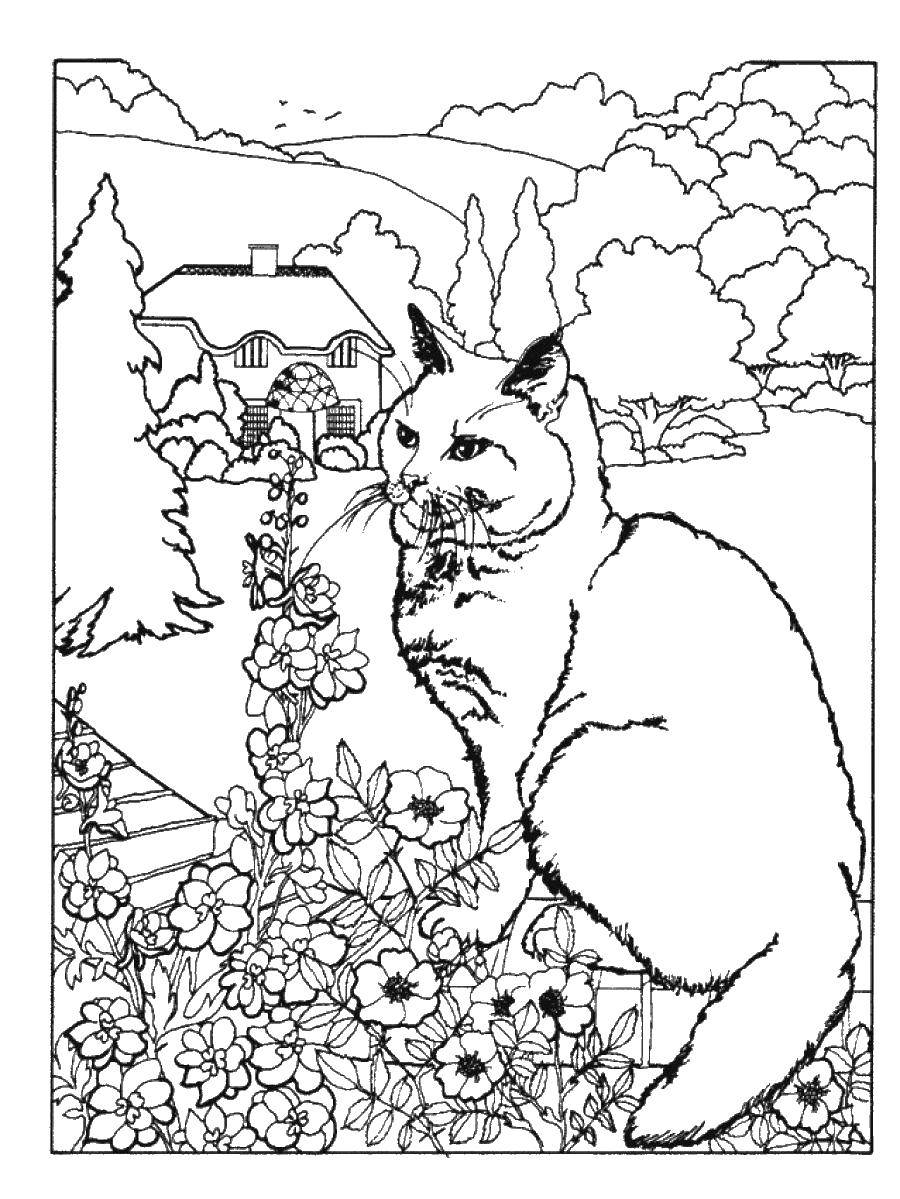 Название: Раскраска Кошка в саду. Категория: Кошка. Теги: кошка, сад.