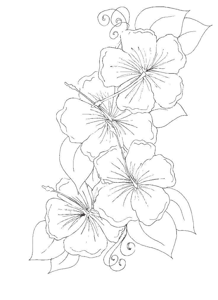 Coloring Beautiful flowers. Category Flowers. Tags:  Flowers.